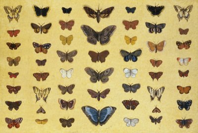 Kolaż motyli i ciem, w tym Camberwell Beauty, British Swallowtail, Scarce Swallowtail, Peacock and Small Tortoiseshell, ok. 1830 (wc na papierze) autorstwa French School