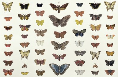 Kolaż motyli i ciem, w tym Camberwell Beauty, British Swallowtail, Scarce Swallowtail, Peacock and Small Tortoiseshell, c.1830 (druk 104967) autorstwa French School