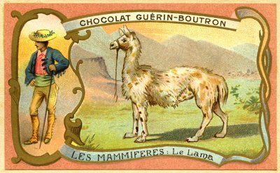 Chromolitografia reklamowa czekoladek Guerin Boutron, Ssaki, Lama autorstwa French School