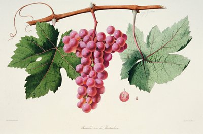 Ampelography, Grape Chasselas Rose de Montauban Auvergne autorstwa French School