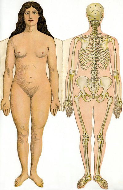 Anatomiczna składana tablica Nowej Praktycznej Encyklopedii Medycyny i Higieny, dr Rehm, Księgarnia Aristide Quillet 1922 - ciało ludzkie - naga kobieta i kobiecy szkielet autorstwa French School