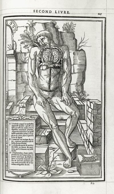 Ilustracja anatomiczna, 1546 autorstwa French School