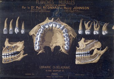 Anatomiczna tablica ścienna zębów autorstwa French School