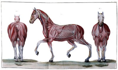 Anatomia konia: skórka, twarz i profil - „Kurs Hippiatryczny, kompletny traktat o medycynie koni” autorstwa P. E Lafosse autorstwa French School