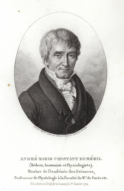 André Marie Constant Dumeril autorstwa French School