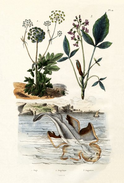 Angelshark, 1833-39 autorstwa French School