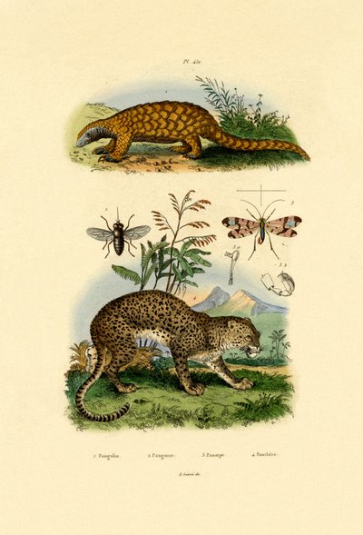 Mrówkojad, 1833-39 autorstwa French School