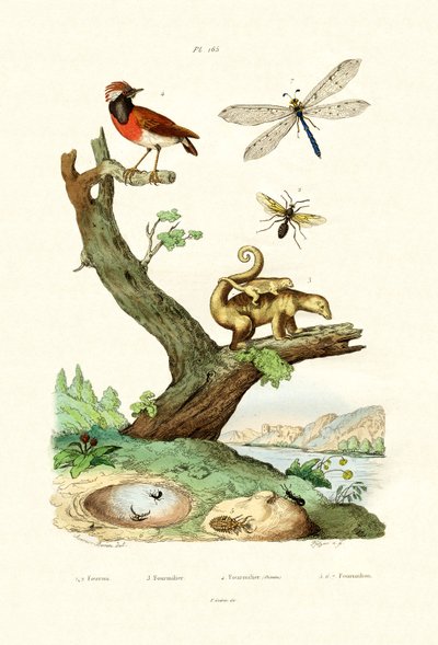 Mrówki, 1833-39 autorstwa French School