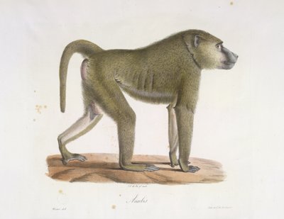 Anubisa. Pawian, z Historii Naturalnej Ssaków (kolor lito) autorstwa French School