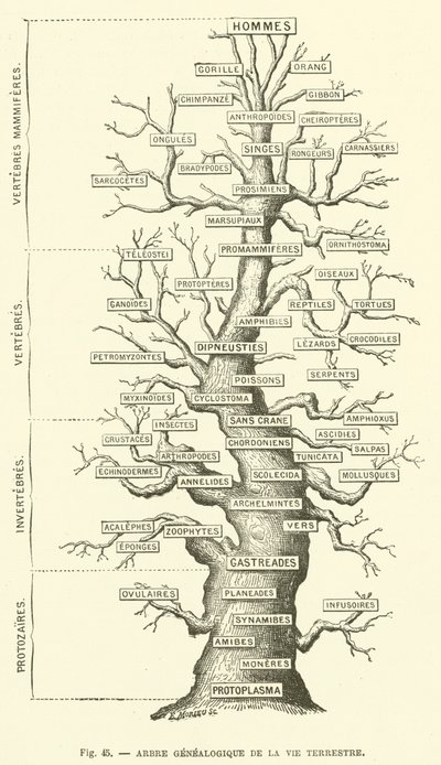 Drzewo genealogiczne życia ziemskiego (rycina) autorstwa French School