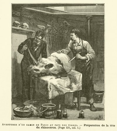 Przygody chłopca z Paryża w krainie tygrysów (grafika) autorstwa French School