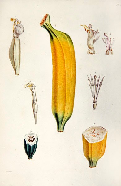 Banan z „Flore des Antilles” François Richarda de Tussac autorstwa French School