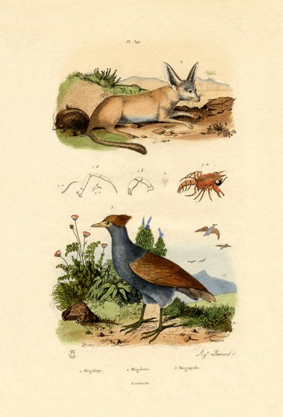 Lis nietoperz, 1833-39 autorstwa French School
