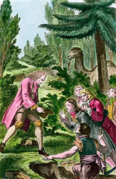 Bernard de Jussieu (1699-1777) sadzenie cedru z Libanu w ogrodzie roślinnym w Paryżu w 1734 roku. Grawerunek z XVIII wieku. autorstwa French School