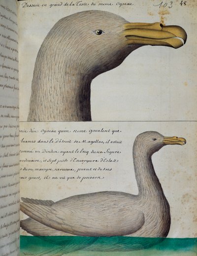 Ptak z Cieśniny Magellana, akwarela z dziennika pokładowego Jacquesa Gouina de Beauchesne (1652-1730), kapitana Compagnie royale de la Mer du Sud, od 1698 do 1701, Francja autorstwa French School