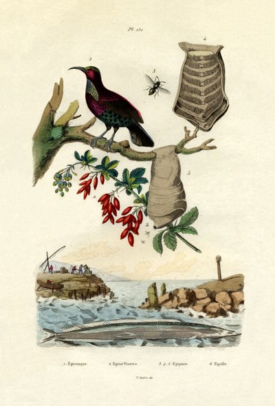 Rajski ptak, 1833-39 autorstwa French School