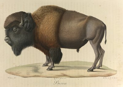Żubr, z „Historii naturalnej ssaków” (kolor lito) autorstwa French School
