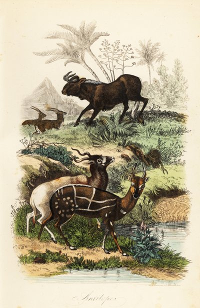 Gnu czarne, Connochaetes gnou, krytycznie zagrożony addax lub antylopa ślimakowata, Addax nasomaculatus i zaprzęgnięty krzak lub kewel, Tragelaphus scriptus autorstwa French School