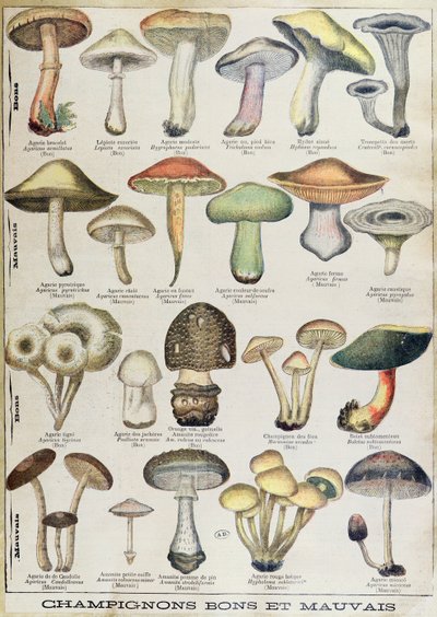 Talerz botaniczny przedstawiający „Dobre i złe grzyby”, ok. 1900 r. (litografia kolorowa) autorstwa French School