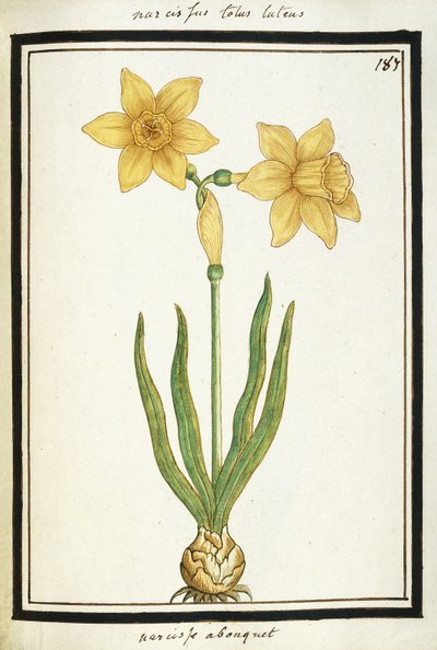 Bukiet Narcyza, ok. 1700 (rysunek akwarela, oprawiony na czarno) autorstwa French School