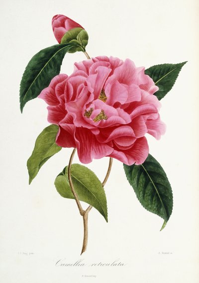 Camellia reticulata, 1839-1943 autorstwa French School