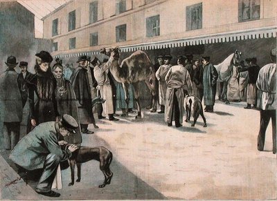 Opieka nad wielbłądem w Ecole Nationale Veterinaire d