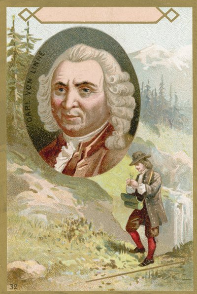 Carl Linnaeus, szwedzki botanik i zoolog autorstwa French School