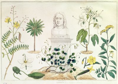 Carolus Linneus (1707-78) w otoczeniu niektórych zaklasyfikowanych przez siebie roślin (kolorystyka) autorstwa French School