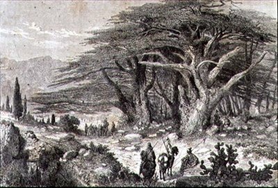 Drzewa cedrowe w Libanie autorstwa French School