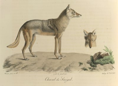 Szakal z Senegalu. Szakal z Senegalu, z Historii naturalnej ssaków (kolor lito) autorstwa French School