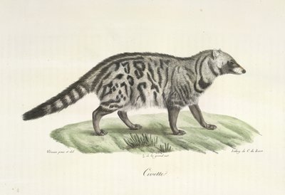 Cyvet, z Historii Naturalnej Ssaków (kolor lito) autorstwa French School