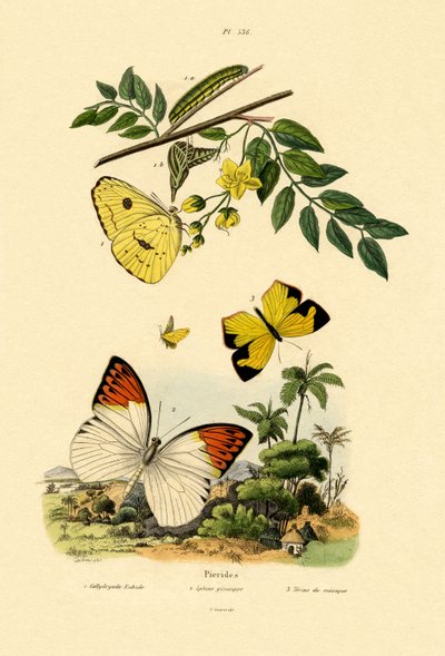 Bezchmurna siarka, 1833-39 autorstwa French School