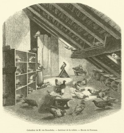 Colombier de M van Roosebeke, Interieur de la woliera (grawerowanie) autorstwa French School