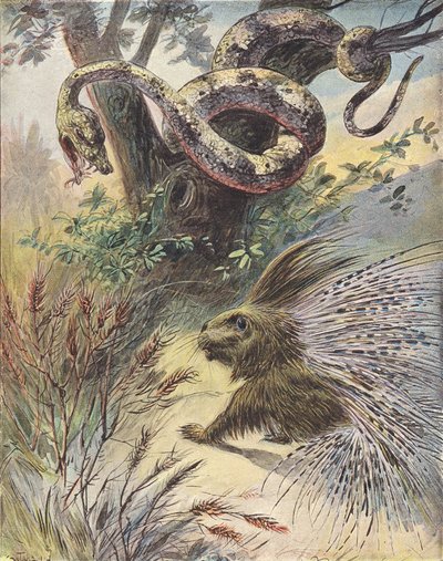 Konfrontacja między wężem a jeżozwierzem (kolorowa litografia) autorstwa French School