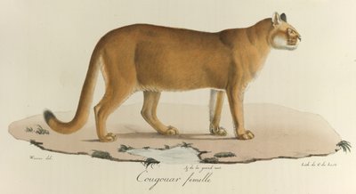 Cougar, kobieta kuguar, z „Histoire Naturelle des Mammères” (kolor lito) autorstwa French School