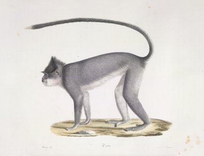 Croo. Małpa z Historii Naturalnej Ssaków (kolor lito) autorstwa French School