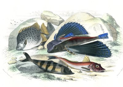Dactyloptere pirapede (Dactylopterus pirapeda) latająca ryba, Chetodon argus (scatophagus argus), cenronote pilote (echeneis naucrate), Trigle Lyre (Genicanthus Melanospilos) - Płyta wydobyta z Histoire Naturelle przez Bernarda Germaina de Lacepede (1856-1 autorstwa French School