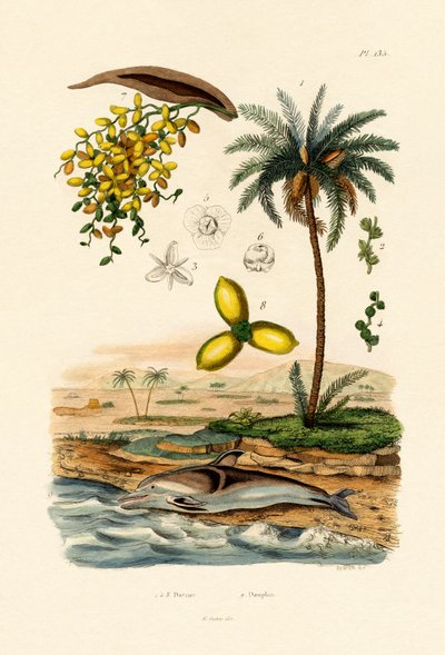 Palma daktylowa, 1833-39 autorstwa French School