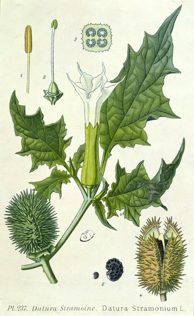 Datura stramonium, płyta botaniczna autorstwa French School