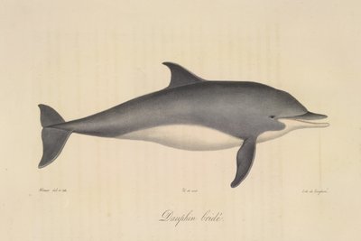 Delfin rogaty, z historii naturalnej ssaków (kolor lito) autorstwa French School