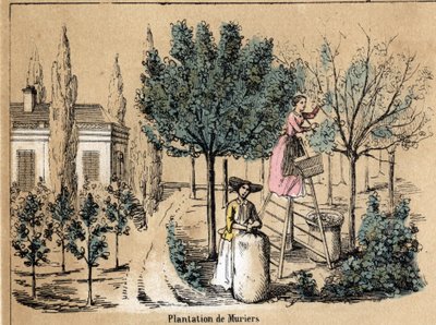 Opis upraw i wyrobów z jedwabiu: muriery nasadzenia. Talerz „” la soie”” w „” les Recreations instructives”” Obraz synoptyczny Julesa Delbrucka, rycina z 1860 r. Kolekcja prywatna. autorstwa French School