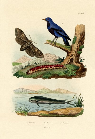 Delfin, 1833-39 autorstwa French School