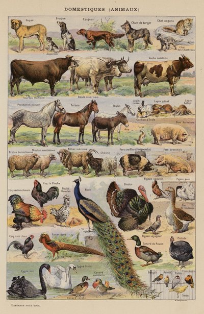 Domowe, Zwierzęta (litografia kolorowa) autorstwa French School