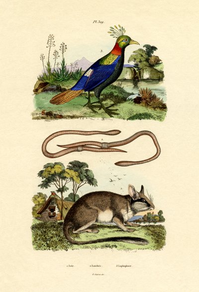 Popielica, 1833-39 autorstwa French School