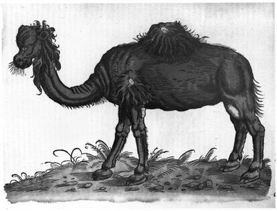 Dromader z „Histtorial Animalium” Conrada Gesnera (1516-65) 1551 autorstwa French School