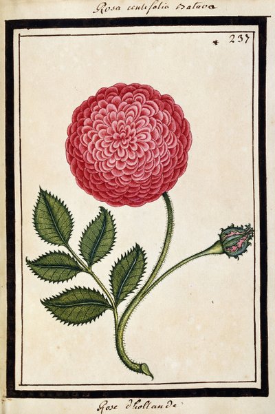 Róża holenderska, ok. 1700 (rysunek akwarela, oprawiony na czarno) autorstwa French School