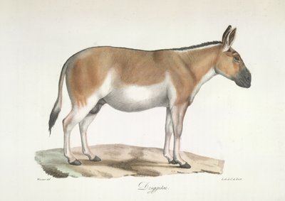 Dziggetai, z Historii Naturalnej Ssaków (kolor lito) autorstwa French School