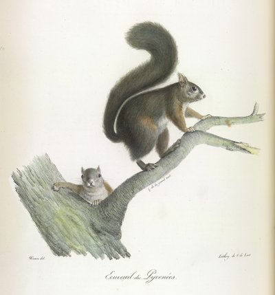 Ecureuil des Pyrenees, wiewiórka, z historii naturalnej ssaków (kolor lito) autorstwa French School