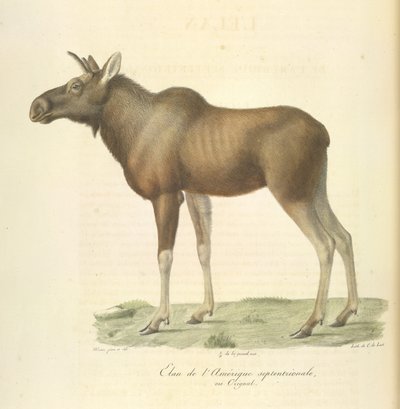 Łoś Ameryki Północnej, z Historii Naturalnej Ssaków (kolor lito) autorstwa French School