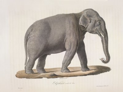 Słoń azjatycki, z Natural History of Mammals (kolor lito) autorstwa French School